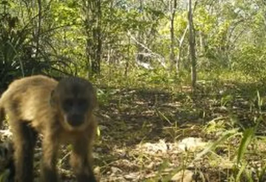 Idema cria lista oficial de mamíferos ameaçados de extinção no RN